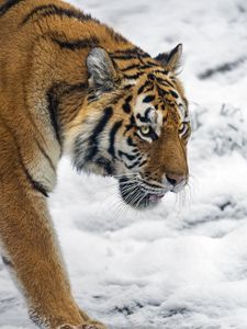 Preview wallpaper tiger, predator, big cat, snow, wild animal