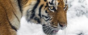 Preview wallpaper tiger, predator, big cat, snow, wild animal