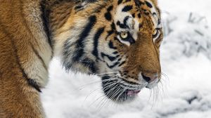 Preview wallpaper tiger, predator, big cat, snow, wild animal