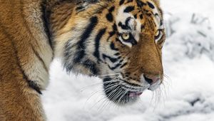 Preview wallpaper tiger, predator, big cat, snow, wild animal