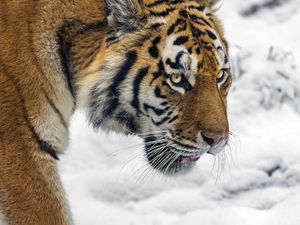 Preview wallpaper tiger, predator, big cat, snow, wild animal