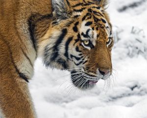 Preview wallpaper tiger, predator, big cat, snow, wild animal