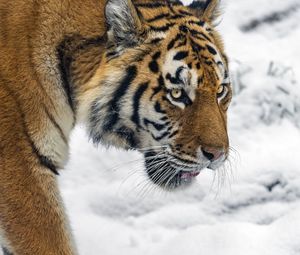 Preview wallpaper tiger, predator, big cat, snow, wild animal