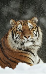 Preview wallpaper tiger, predator, big cat, snow