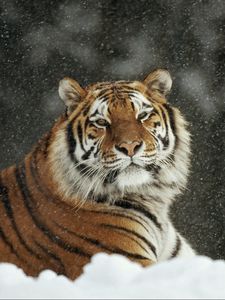 Preview wallpaper tiger, predator, big cat, snow