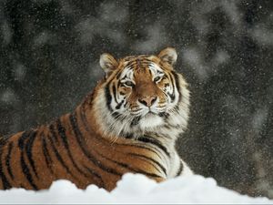 Preview wallpaper tiger, predator, big cat, snow