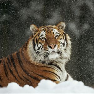 Preview wallpaper tiger, predator, big cat, snow