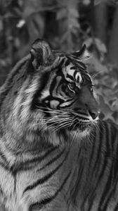 Preview wallpaper tiger, predator, big cat, striped, black and white