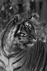 Preview wallpaper tiger, predator, big cat, striped, black and white