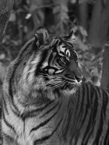 Preview wallpaper tiger, predator, big cat, striped, black and white