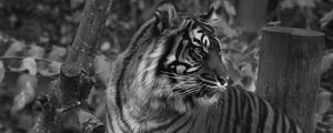 Preview wallpaper tiger, predator, big cat, striped, black and white