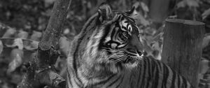 Preview wallpaper tiger, predator, big cat, striped, black and white