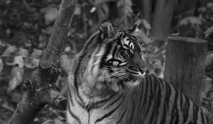 Preview wallpaper tiger, predator, big cat, striped, black and white