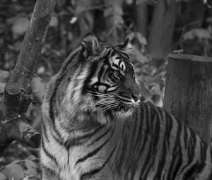 Preview wallpaper tiger, predator, big cat, striped, black and white