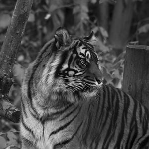 Preview wallpaper tiger, predator, big cat, striped, black and white