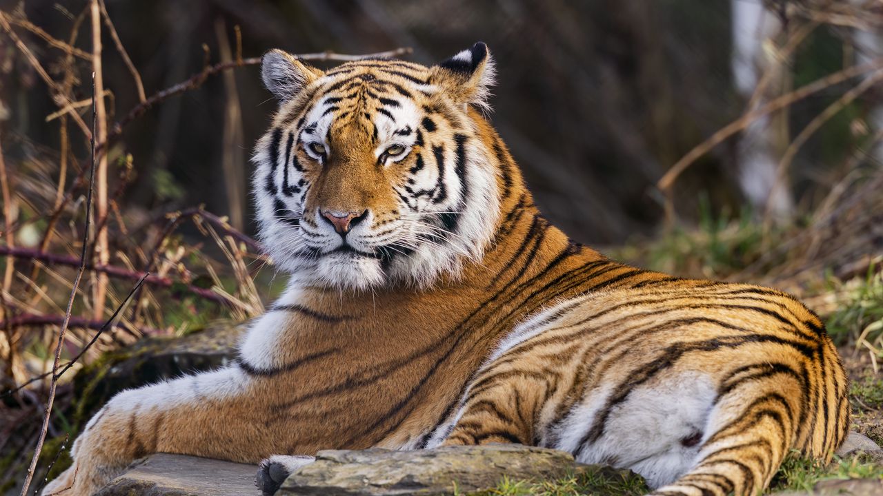 Wallpaper tiger, predator, big cat, animal, pose