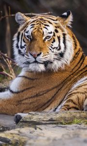 Preview wallpaper tiger, predator, big cat, animal, pose