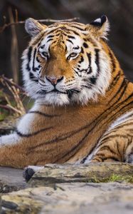 Preview wallpaper tiger, predator, big cat, animal, pose