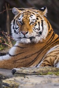 Preview wallpaper tiger, predator, big cat, animal, pose