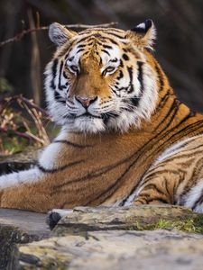 Preview wallpaper tiger, predator, big cat, animal, pose