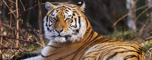 Preview wallpaper tiger, predator, big cat, animal, pose