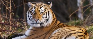 Preview wallpaper tiger, predator, big cat, animal, pose