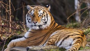 Preview wallpaper tiger, predator, big cat, animal, pose