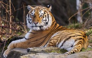 Preview wallpaper tiger, predator, big cat, animal, pose