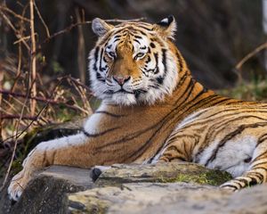 Preview wallpaper tiger, predator, big cat, animal, pose