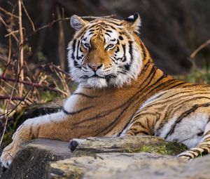 Preview wallpaper tiger, predator, big cat, animal, pose