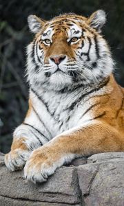 Preview wallpaper tiger, predator, big cat, animal, stone