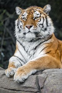 Preview wallpaper tiger, predator, big cat, animal, stone
