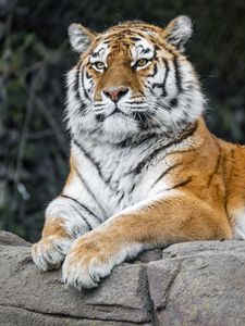 Preview wallpaper tiger, predator, big cat, animal, stone