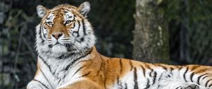 Preview wallpaper tiger, predator, big cat, animal, stone