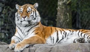 Preview wallpaper tiger, predator, big cat, animal, stone