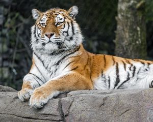 Preview wallpaper tiger, predator, big cat, animal, stone