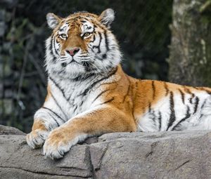 Preview wallpaper tiger, predator, big cat, animal, stone