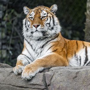 Preview wallpaper tiger, predator, big cat, animal, stone