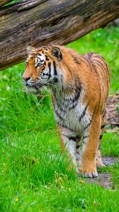 Preview wallpaper tiger, predator, big cat, grass, wildlife