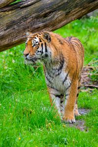 Preview wallpaper tiger, predator, big cat, grass, wildlife