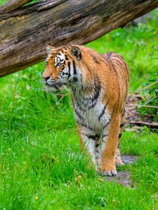 Preview wallpaper tiger, predator, big cat, grass, wildlife