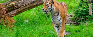 Preview wallpaper tiger, predator, big cat, grass, wildlife