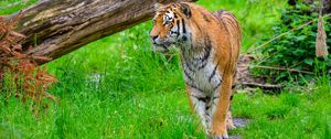 Preview wallpaper tiger, predator, big cat, grass, wildlife
