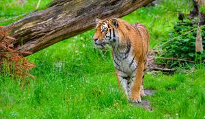Preview wallpaper tiger, predator, big cat, grass, wildlife