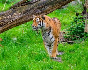 Preview wallpaper tiger, predator, big cat, grass, wildlife
