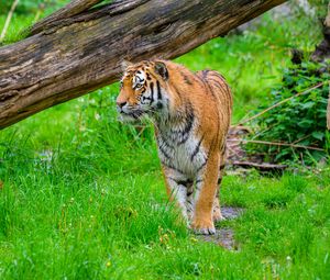 Preview wallpaper tiger, predator, big cat, grass, wildlife