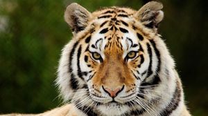 Preview wallpaper tiger, predator, big cat, face, eyes, surprise