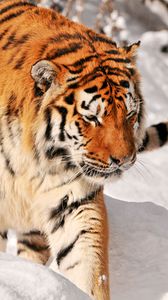 Preview wallpaper tiger, predator, climbing, snow