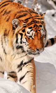 Preview wallpaper tiger, predator, climbing, snow