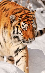 Preview wallpaper tiger, predator, climbing, snow